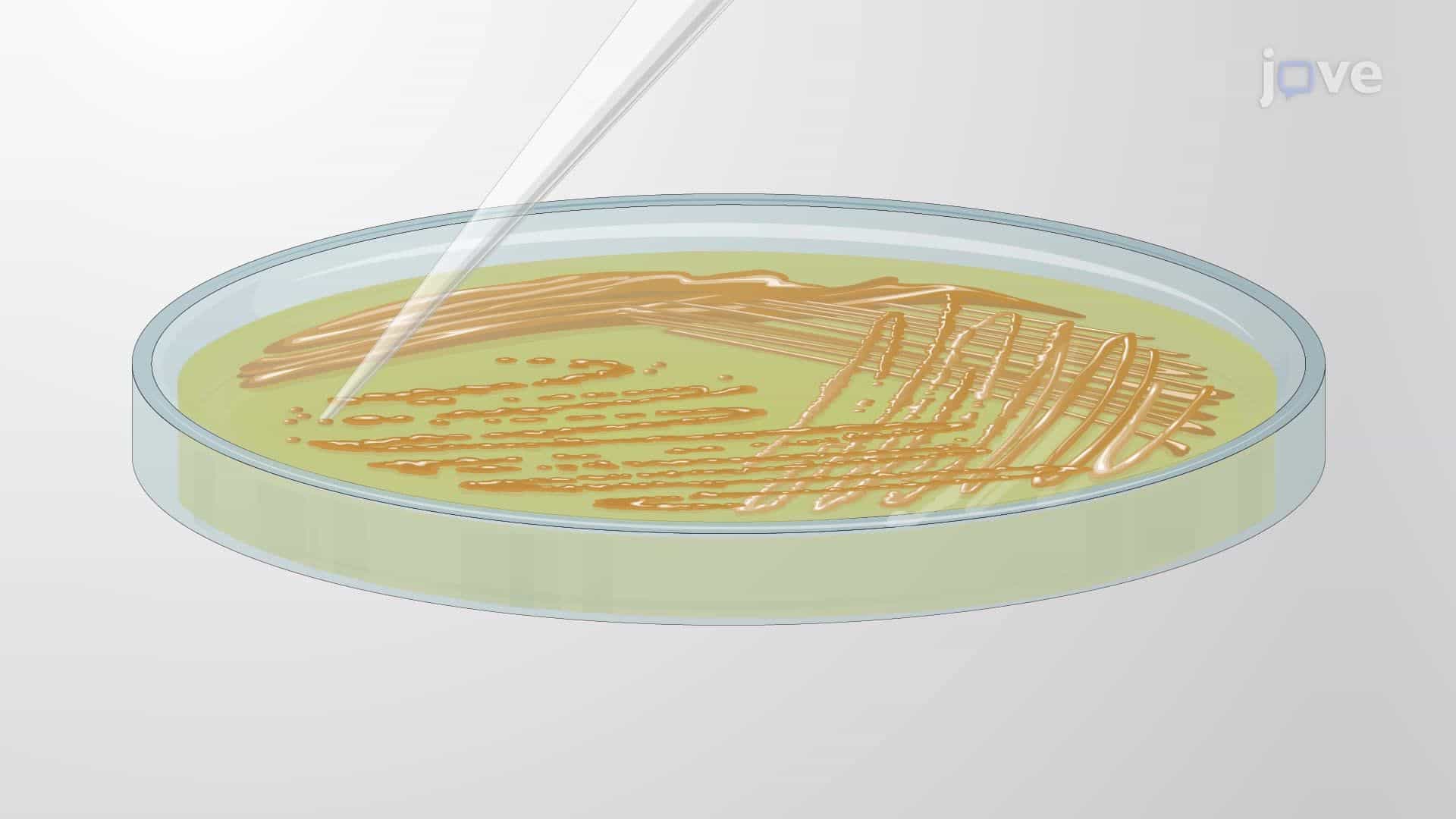 Expression of the Luminescence Operon in Marine Bioluminescent Bacteria