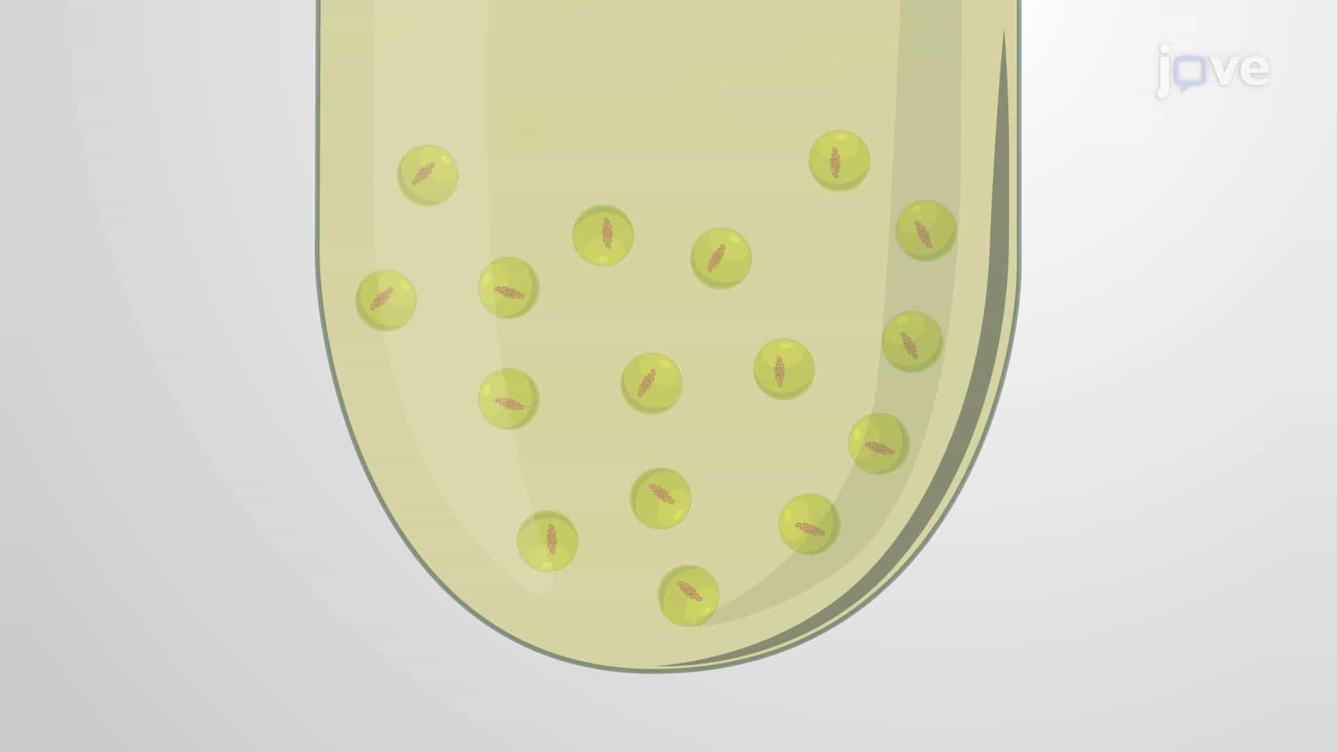Inactivation of Bacteria Using Light-Activated Flavin Mononucleotide