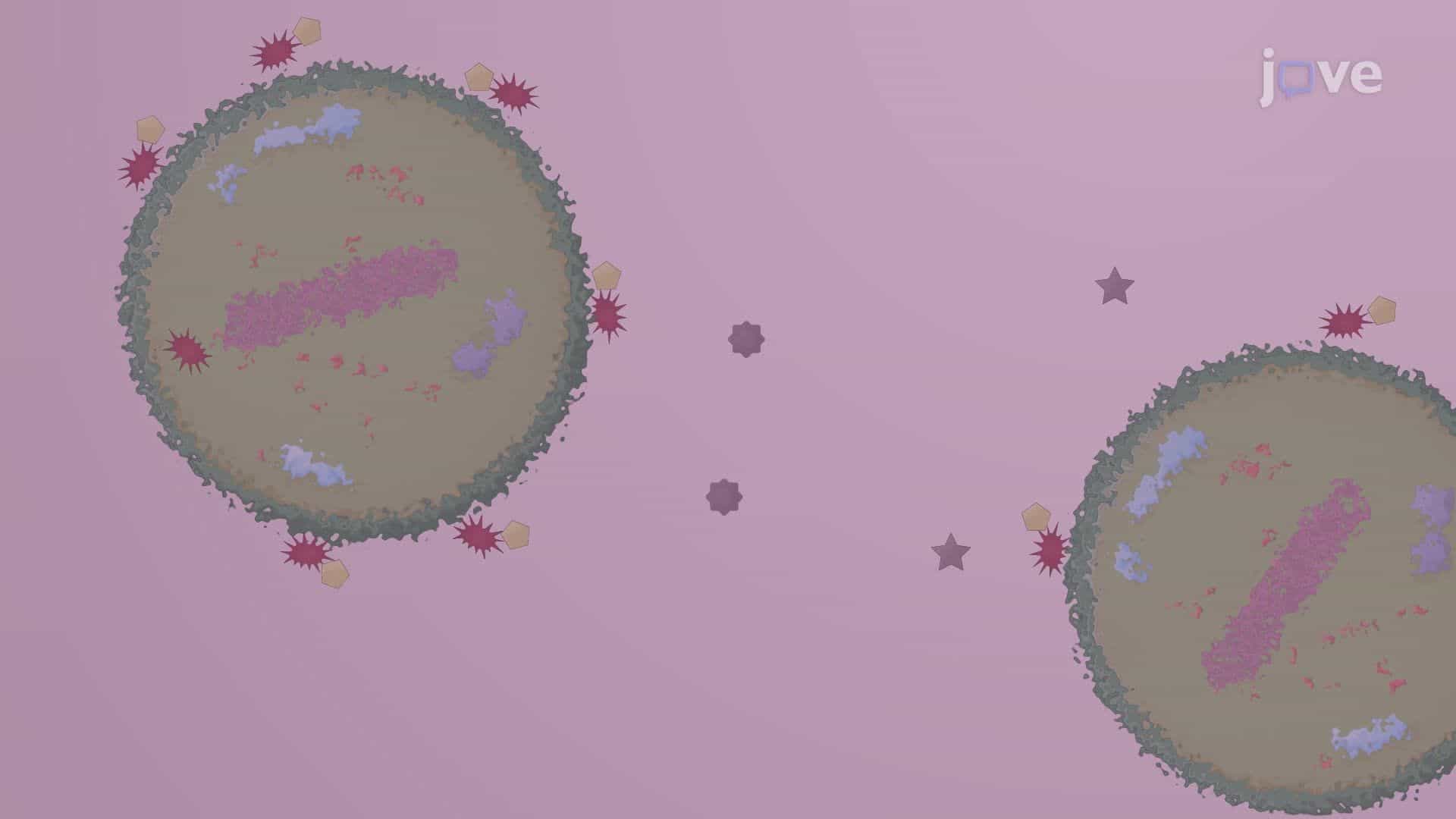 Quantification of Light-Induced Bacterial Inactivation Through Reactive Oxygen Species Generation