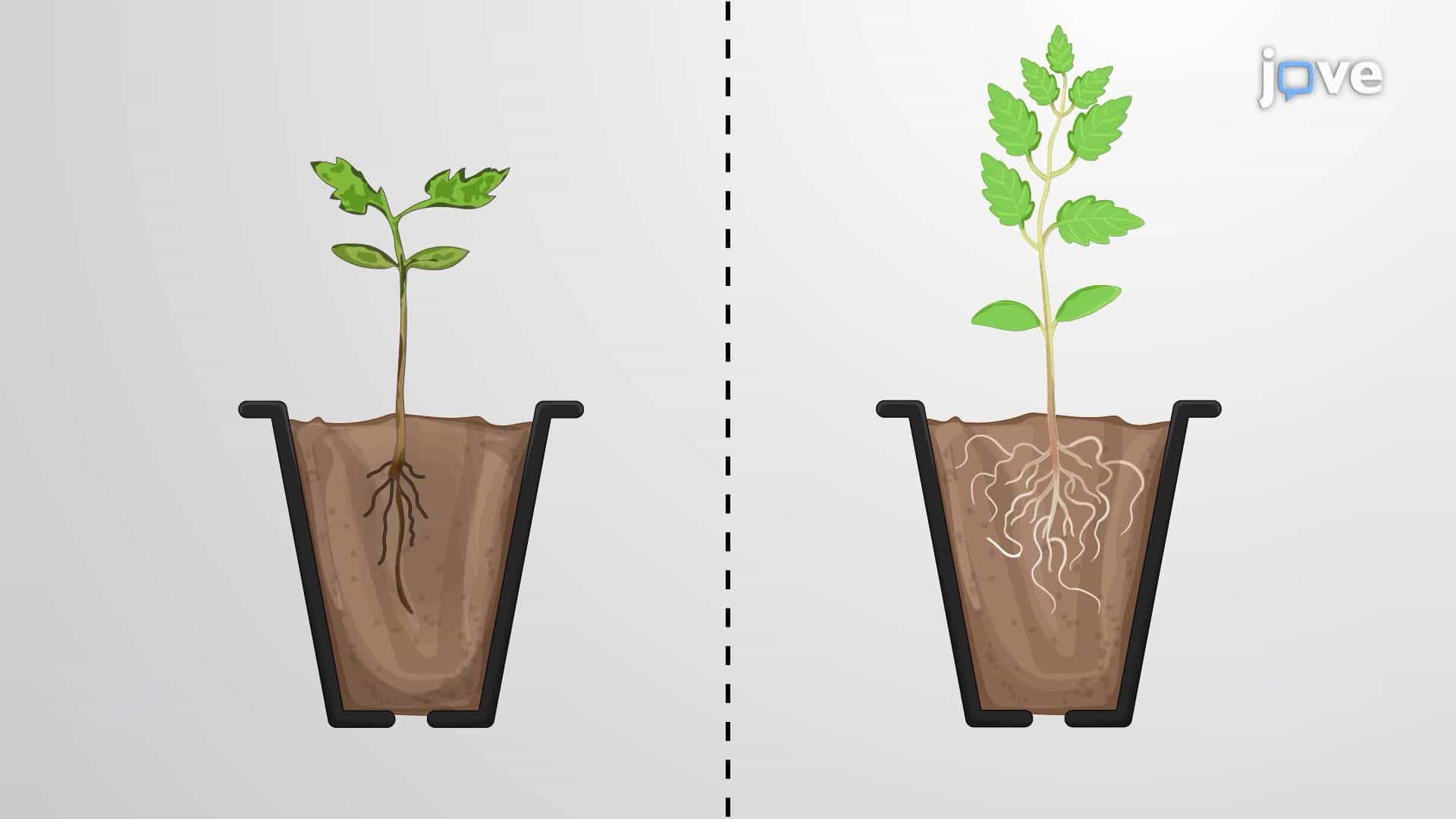 Enhancing Salt Stress Tolerance in Tomato Plants Through Endophytic Bacterial Colonization