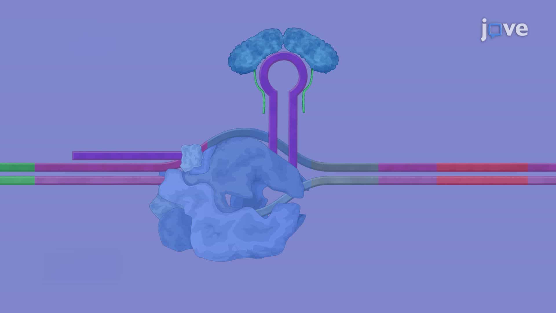 Optogenetic Control of Gene Expression in Corynebacterium glutamicum