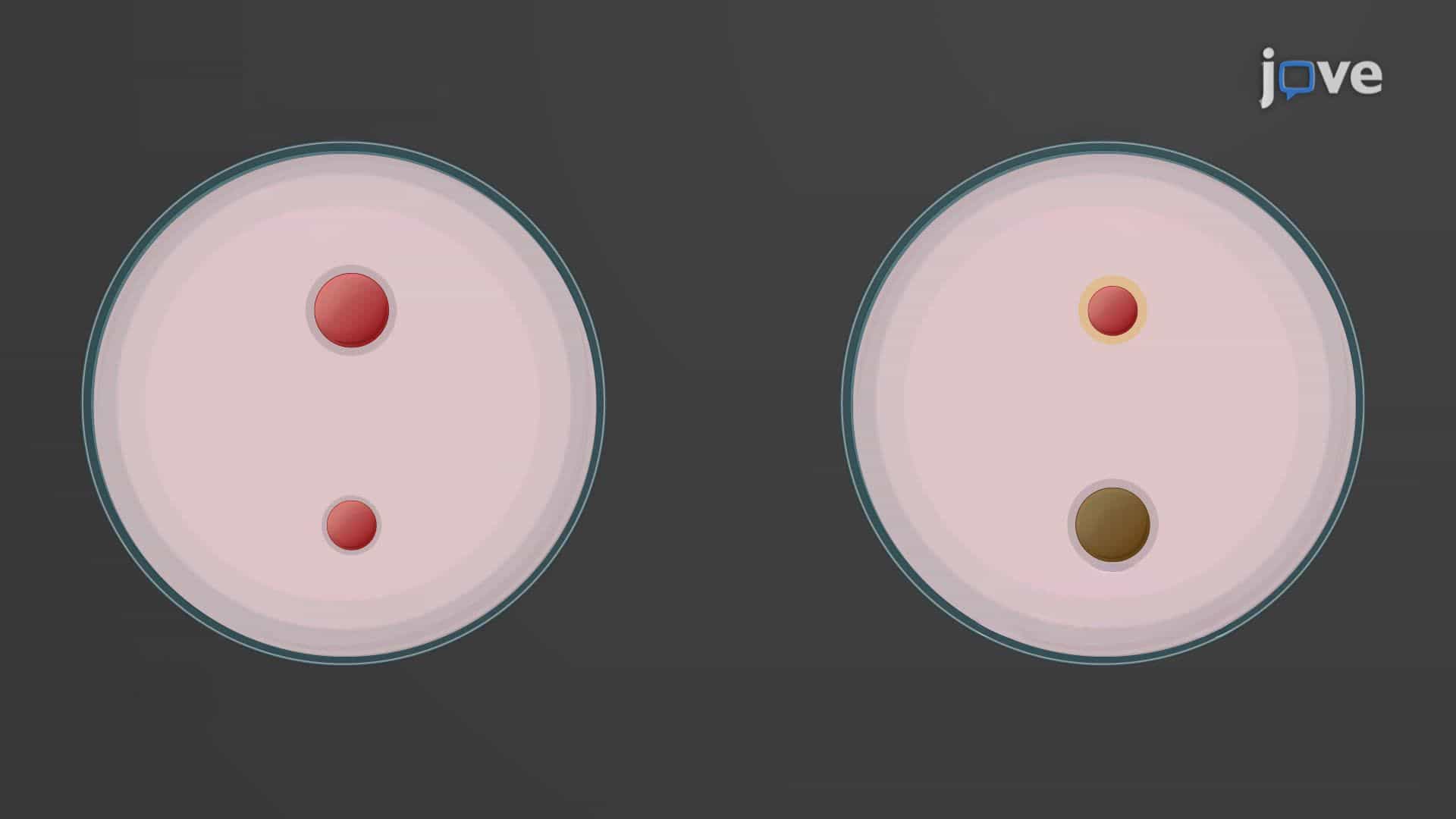 Improved Differential Isolation of Yersinia Species Using a Modified Cefsulodin-Irgasan-Novobiocin Agar