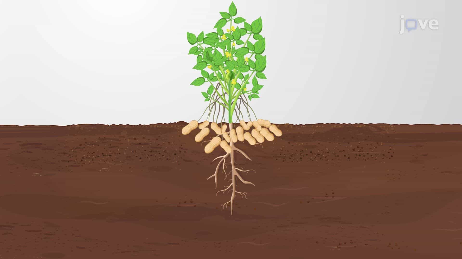 Application of a Bacterial Mixture as a Biofertilizer to Enhance Plant Growth