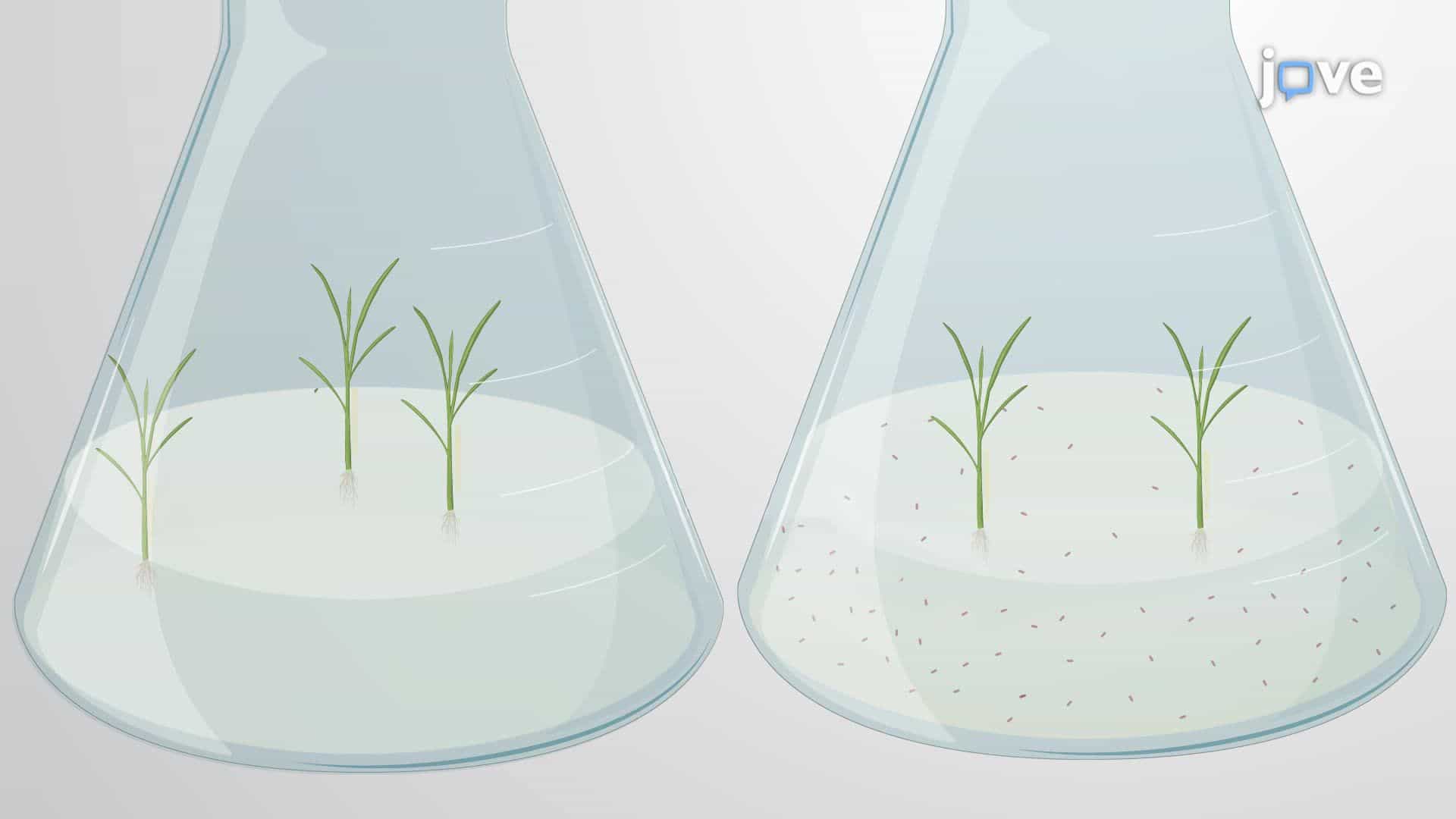 Root-Mediated Endophytic Colonization of Beneficial Bacteria in Rice