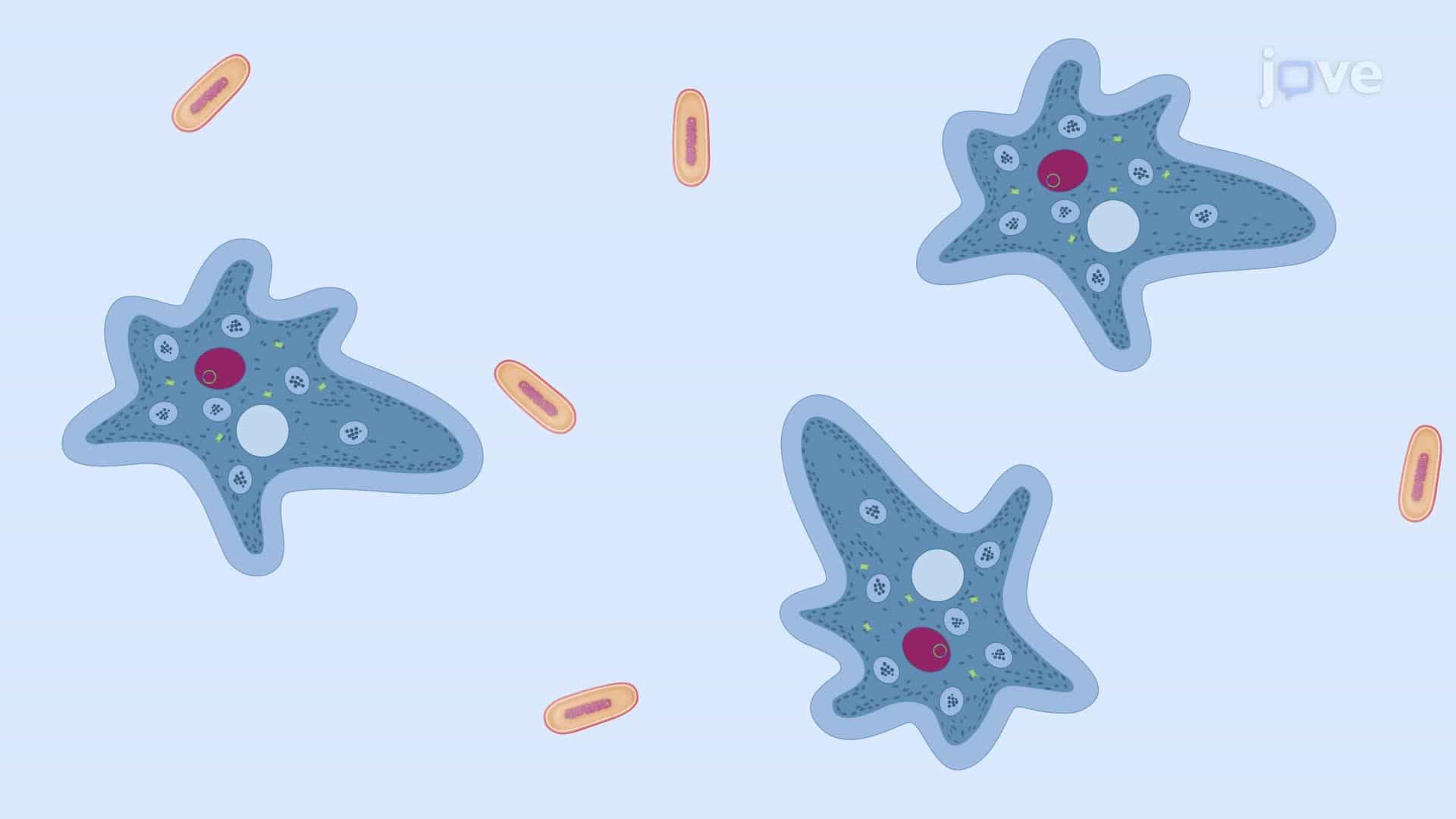 Transfection of Wild-Type Amoeba via Electroporation with Bacterial Feeding Support