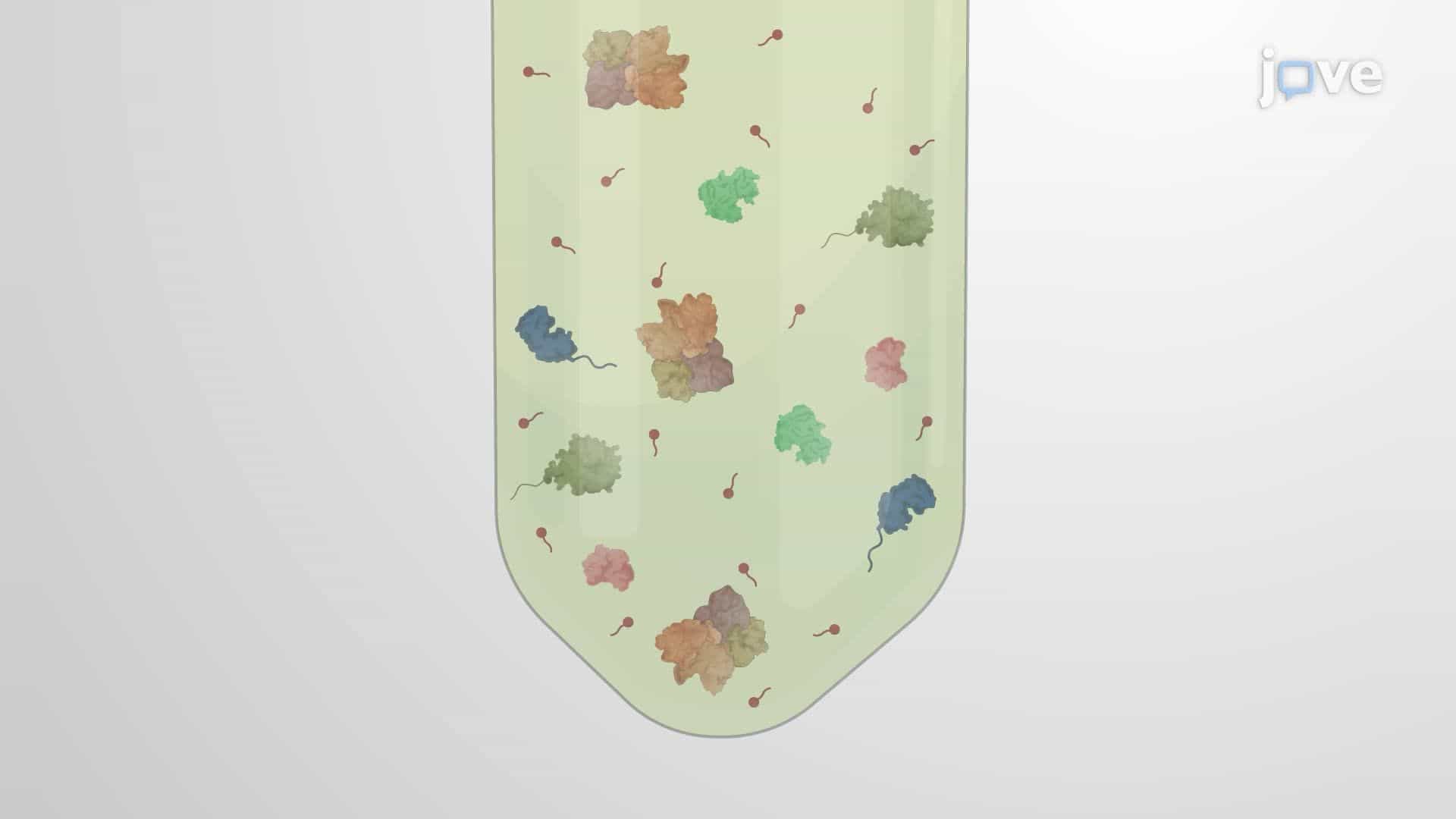 Enrichment of Bacterial Lipoproteins Using Non-Ionic Detergent Phase Separation