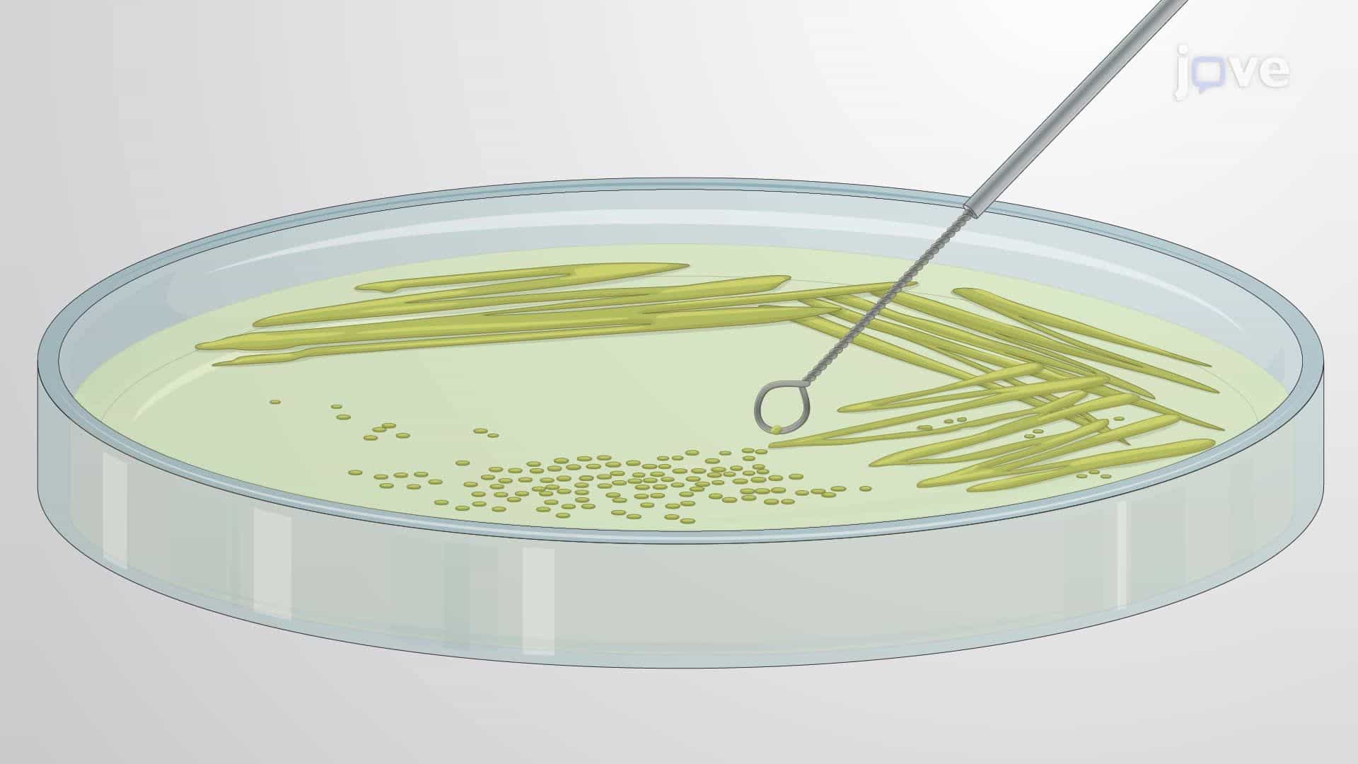 Preparation of Salmonella typhimurium Culture