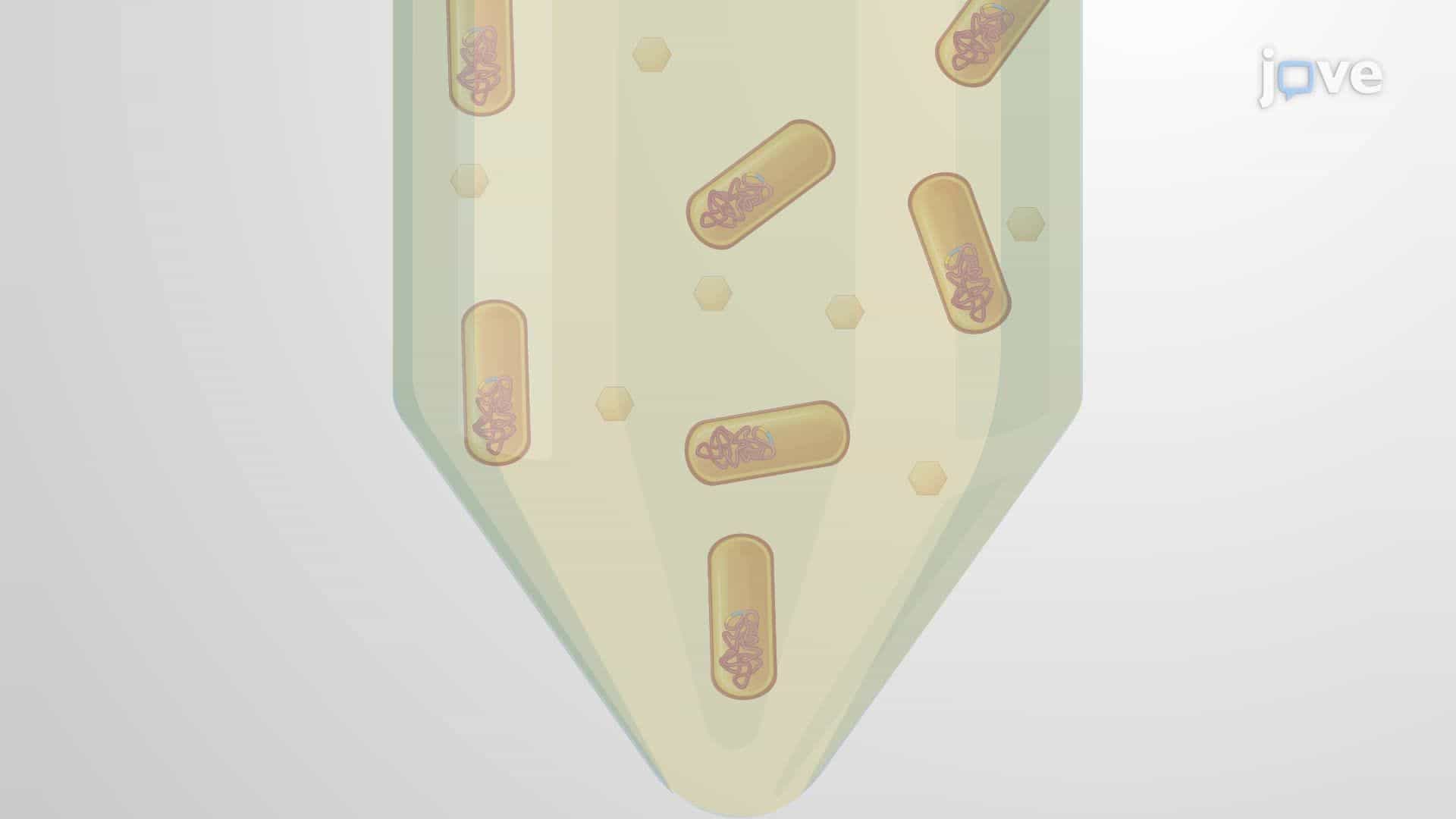 Treatment of Bacteria with Plant Root Exudates to Emulate In Vitro Plant-Microbe Interactions