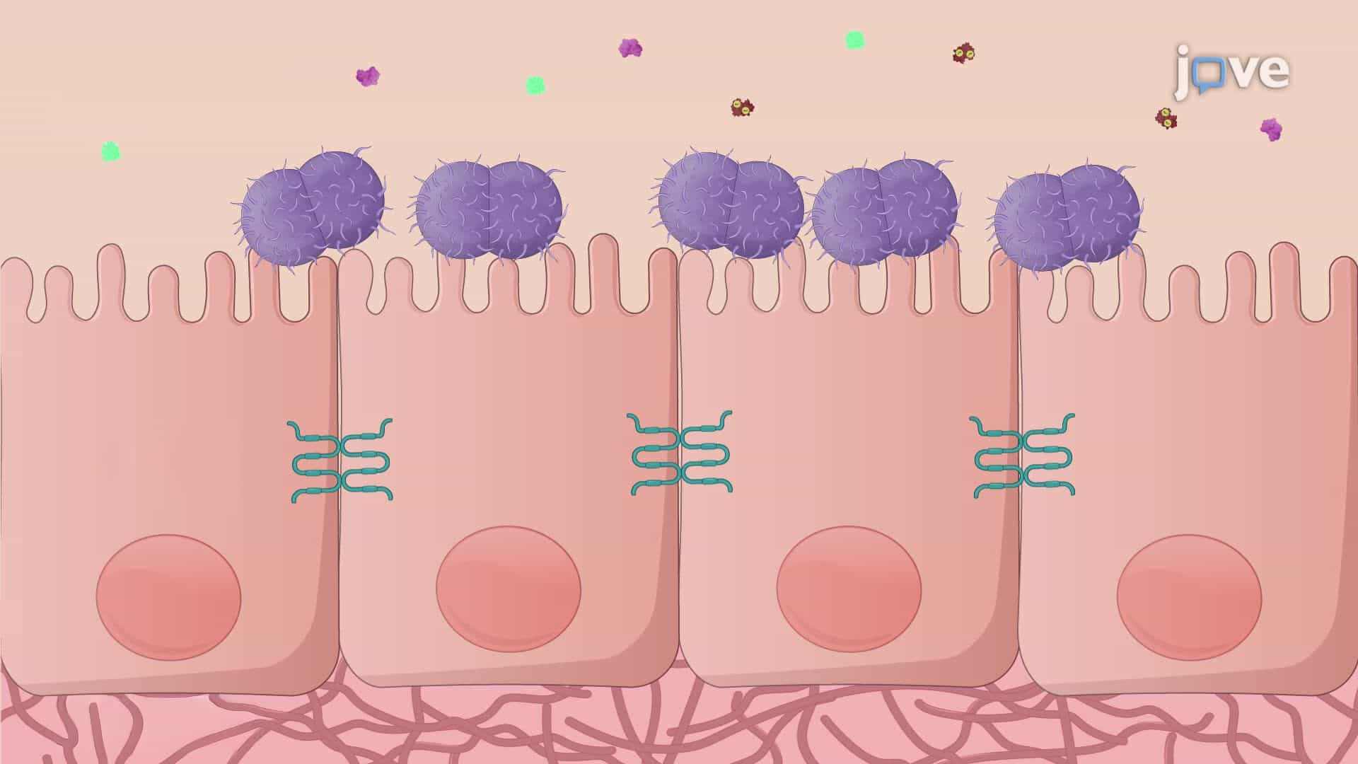 Culturing Neisseria gonorrhoeae in Metal-Depleted Conditions
