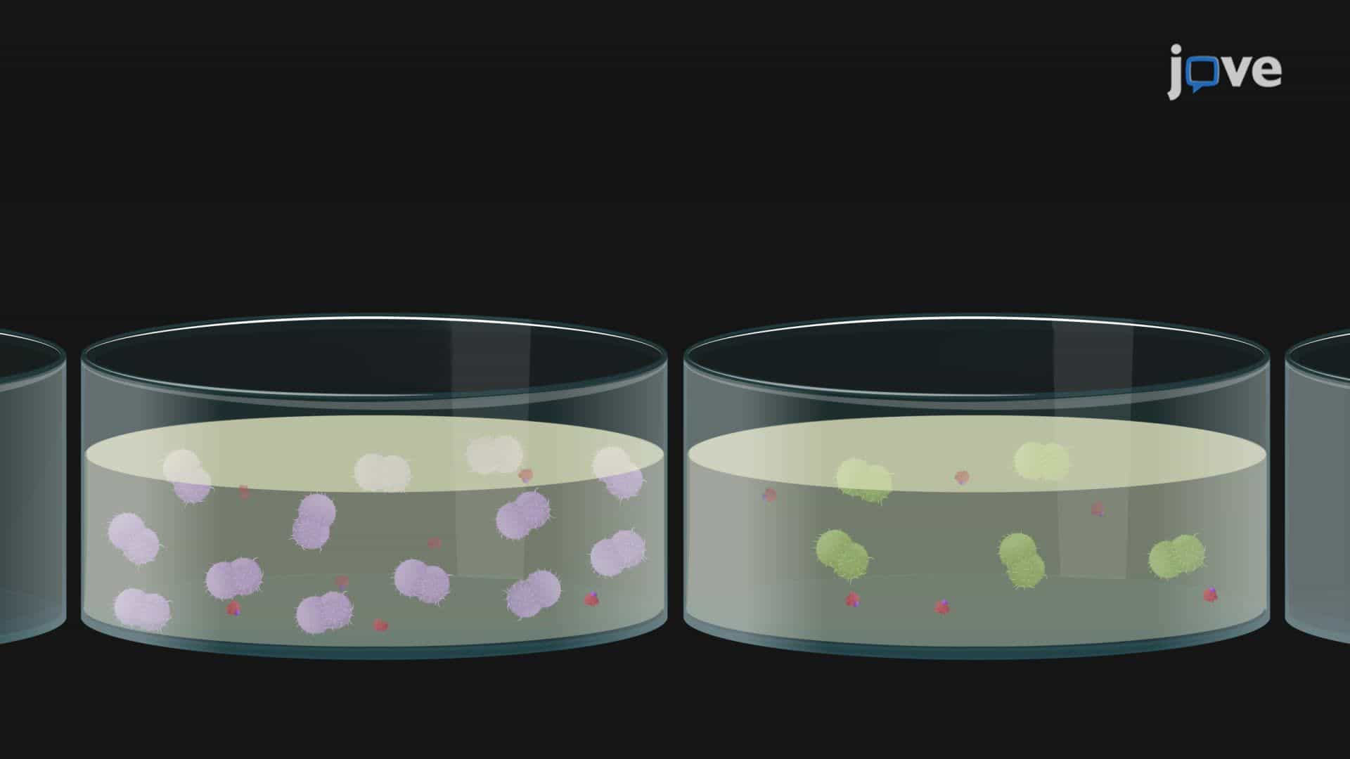 Metal-Limited Bacterial Growth Assay to Study the Role of Metal-Responsive Genes