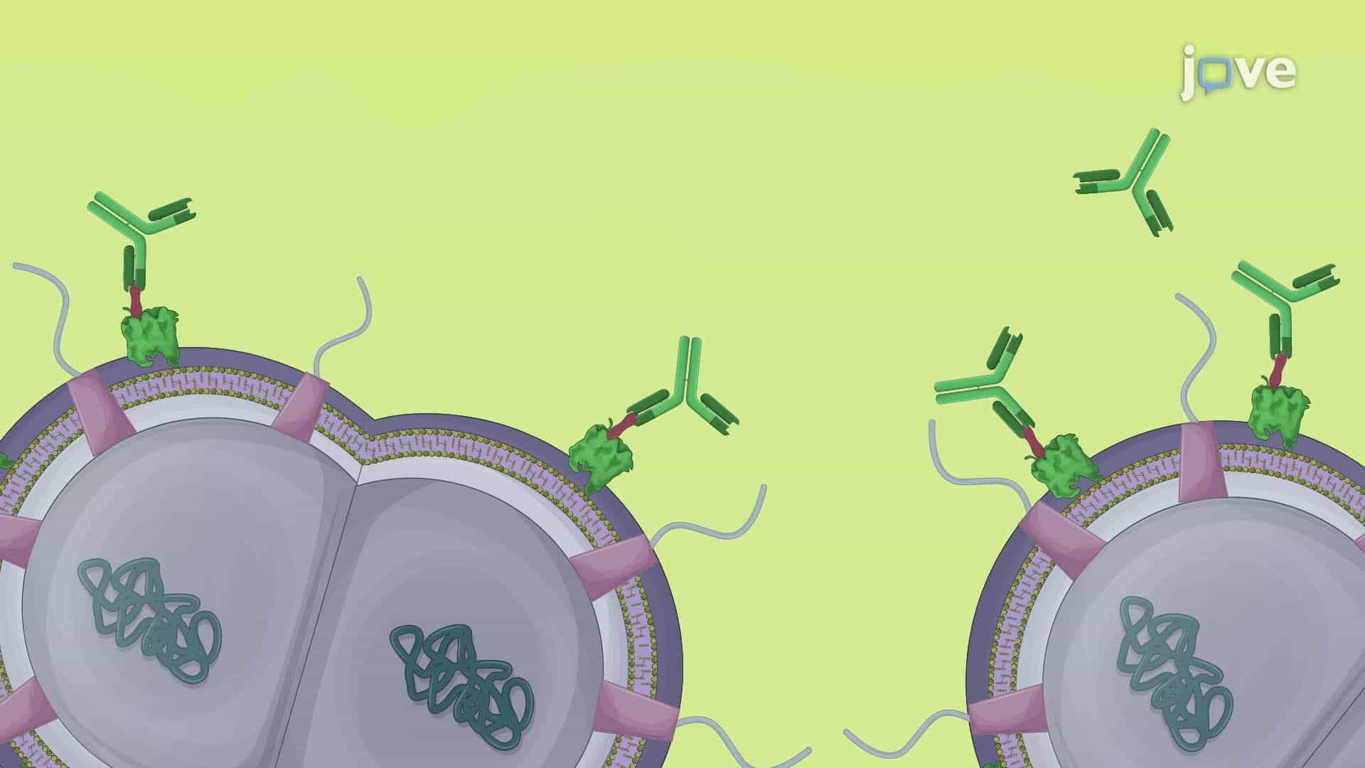 Detection of the Surface Metal Transporters in Neisseria gonorrhoeae Using Dot Blot