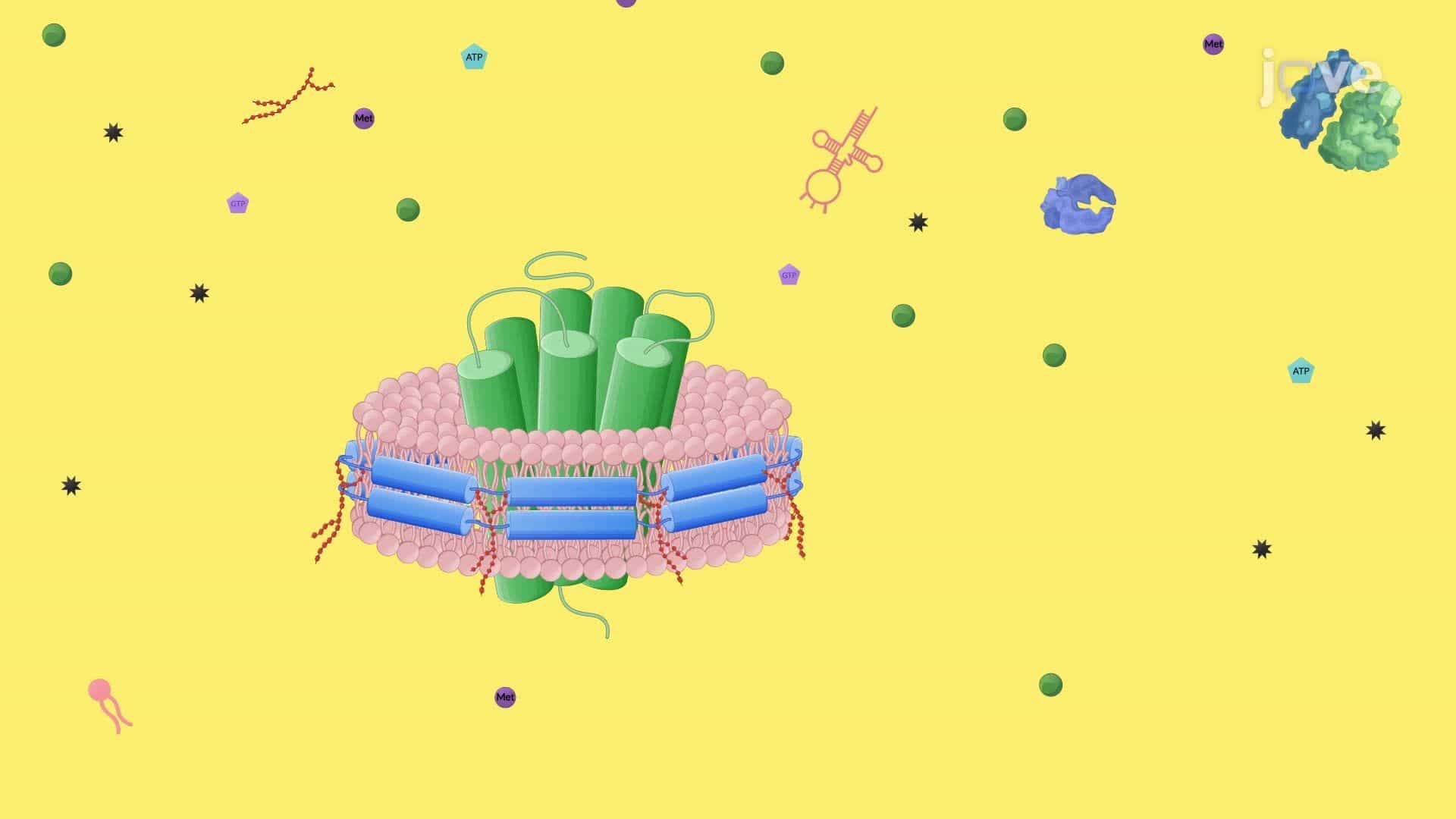 Synthesis of Nanodisc-Stabilized Membrane Protein Antigens Using a Cell-Free System
