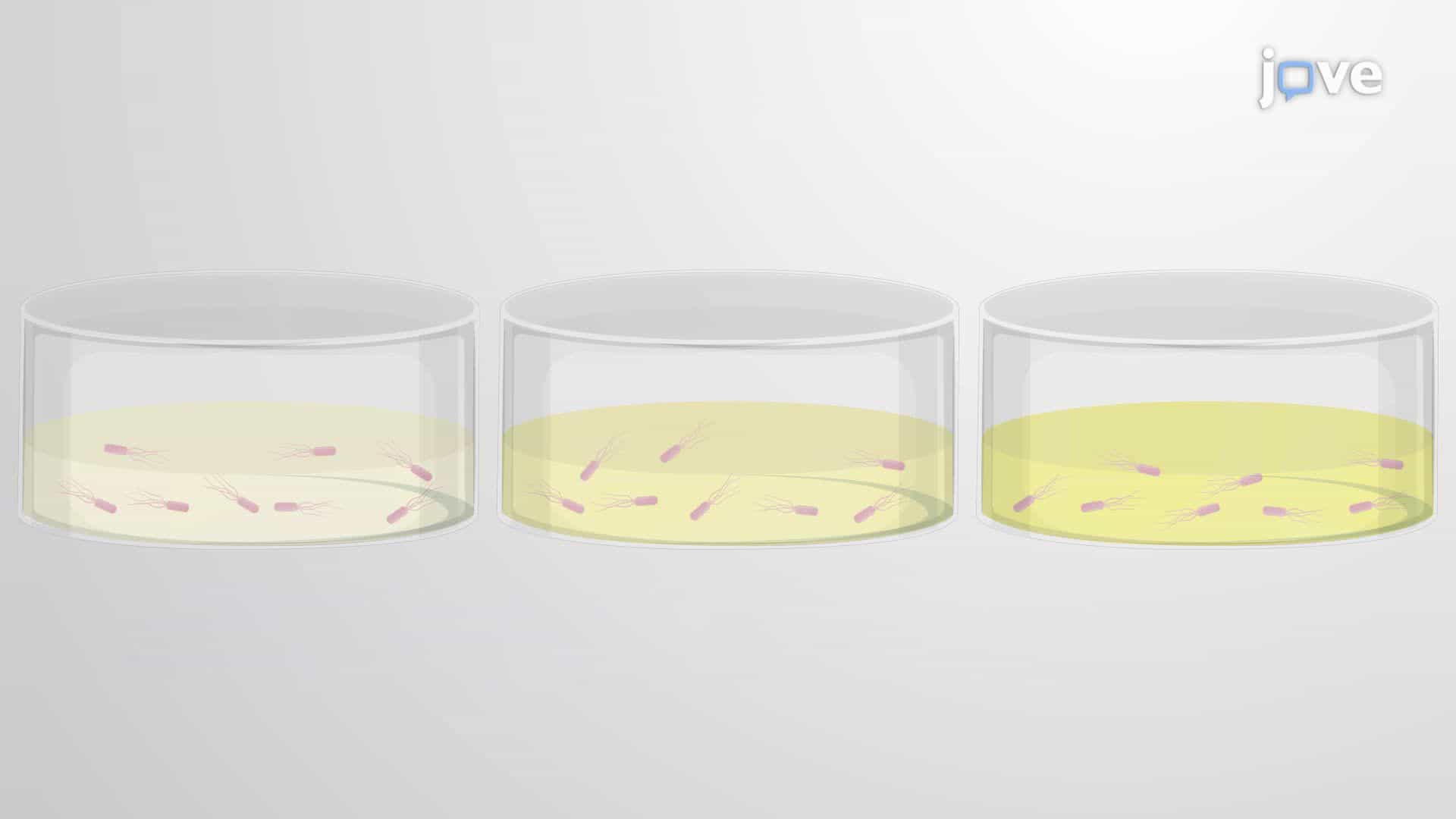Evaluating Mutation Frequency in Bacteria Using the Beta-Glucosidase Assay