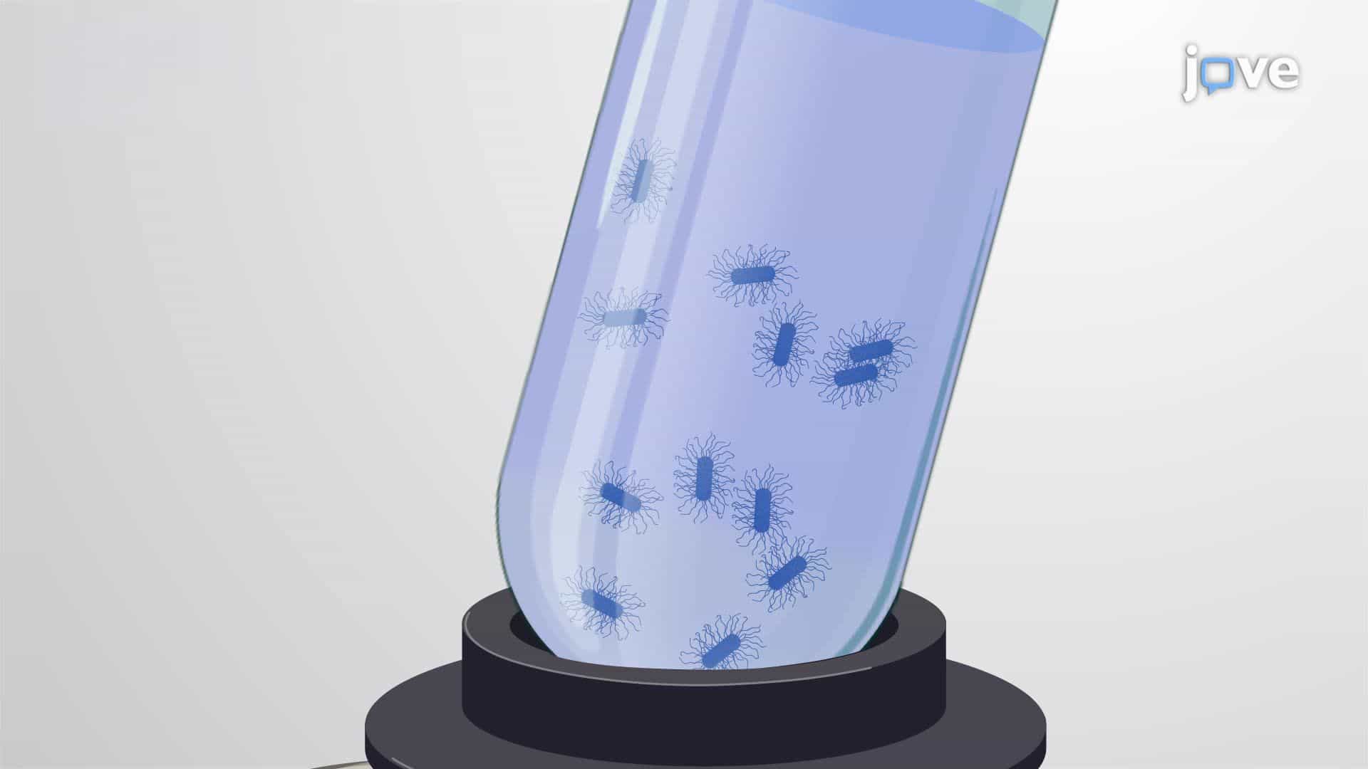 Preparation of Fatty Acid Methyl Esters (FAMEs) from Bacterial Biomass