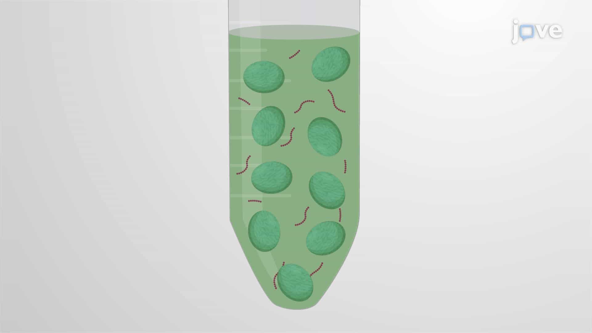 Extraction and Purification of Plastoglobules from Photosynthetic Bacteria