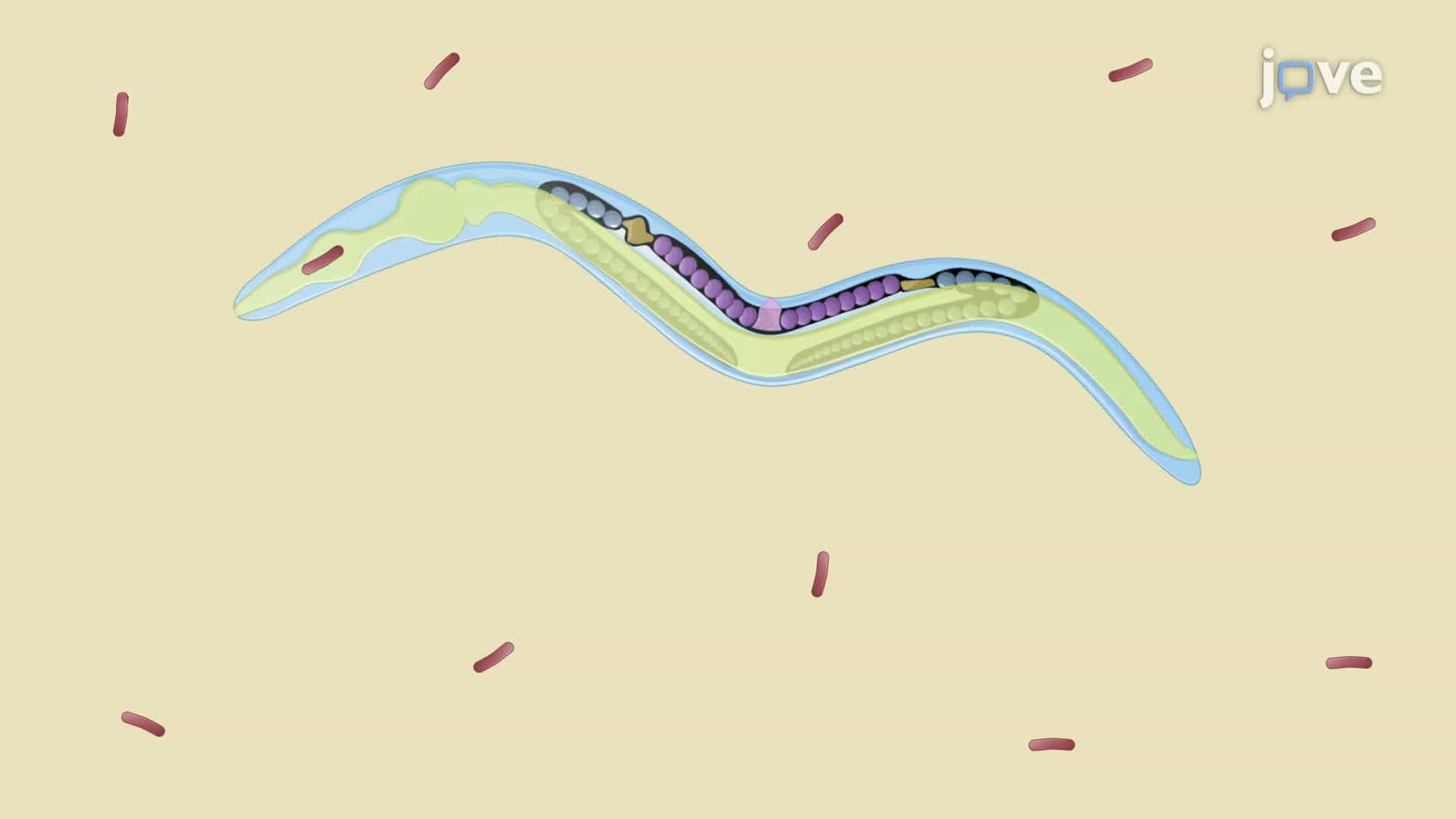 Evaluating Intestinal Bacterial Colonization in Germ-Free C. elegans
