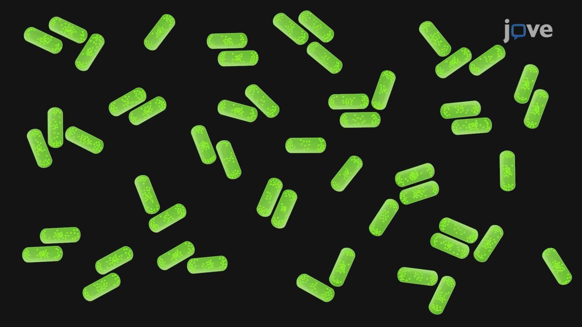 Quantifying Polarity and Dynamics of a Secretion System Component in Legionella pneumophila