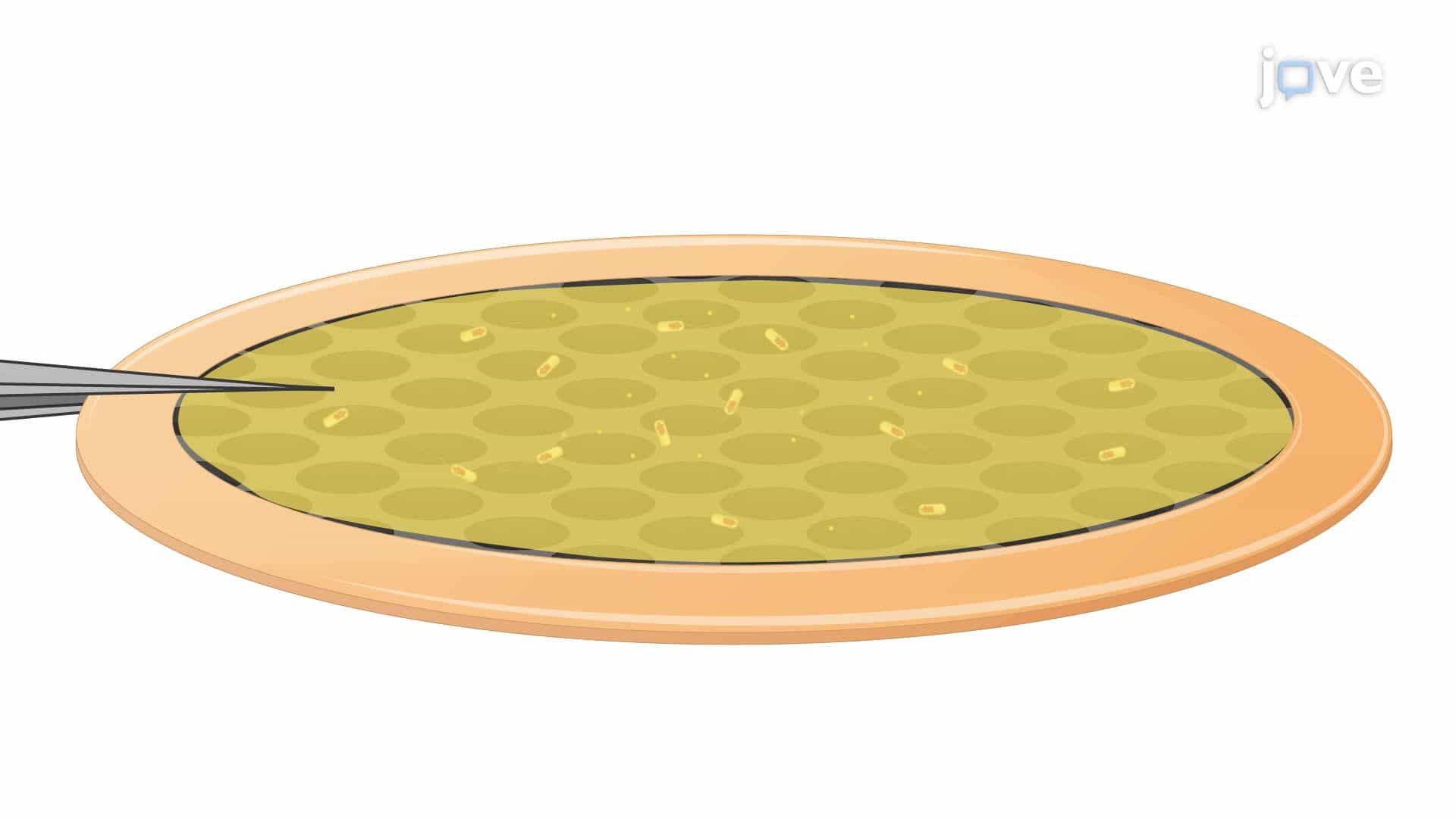 Preparation of Legionella pneumophila for Cryogenic Electron Tomography