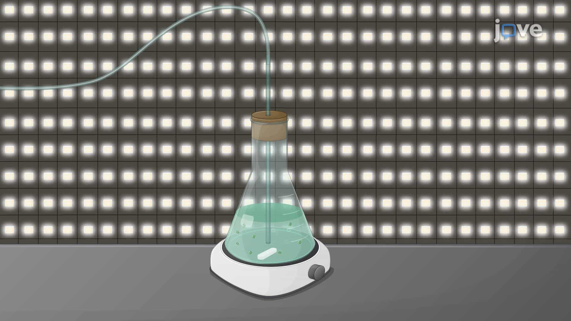 Preparation of Cyanobacterial Culture for Biomass Production