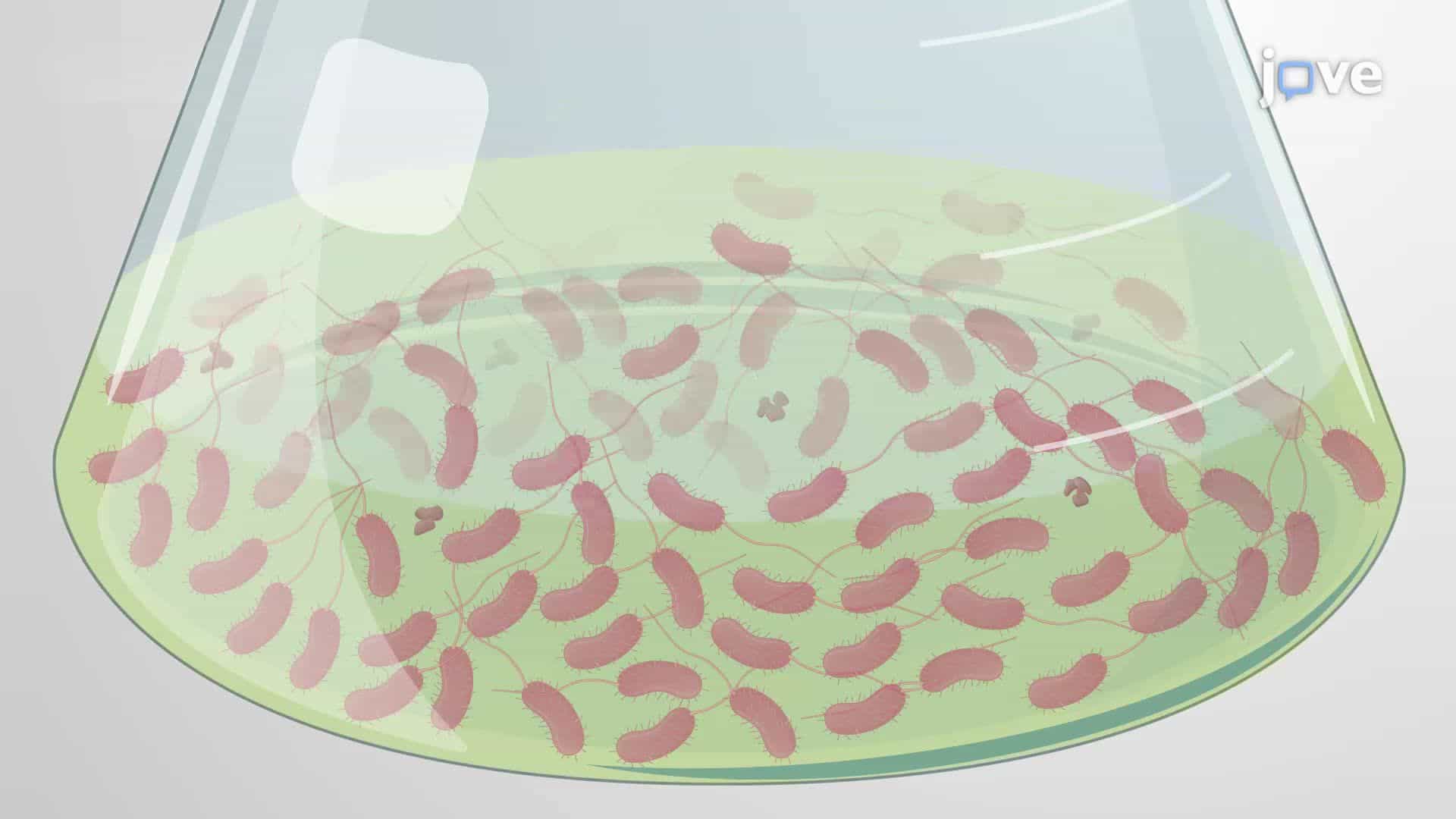Culturing the Rapidly Growing Bacterium Vibrio natriegens
