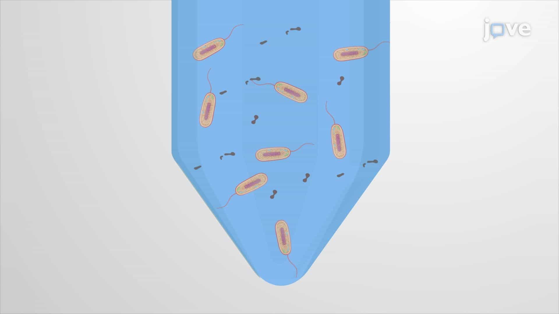 Preparation of Crude Cell Extract from Vibrio natriegens