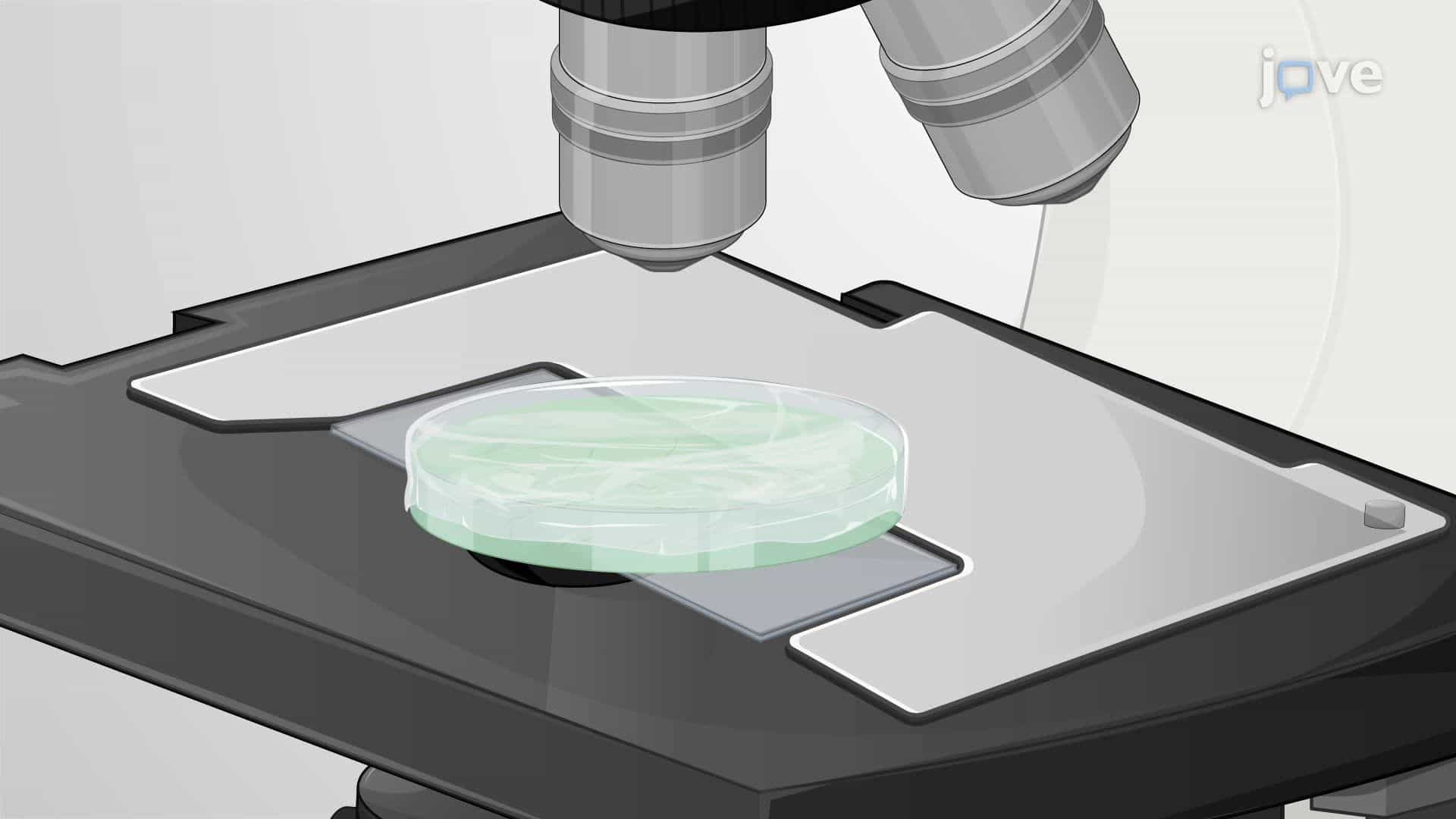 Gliding Motility in Phormidium lacuna Filaments
