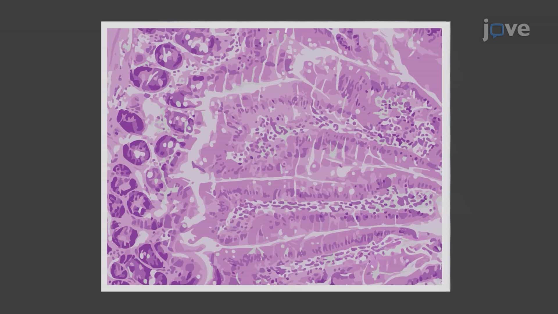 Histological and Hematological Analyses to Evaluate the Effects of Bacillus subtilis in Heat-Stressed Rats