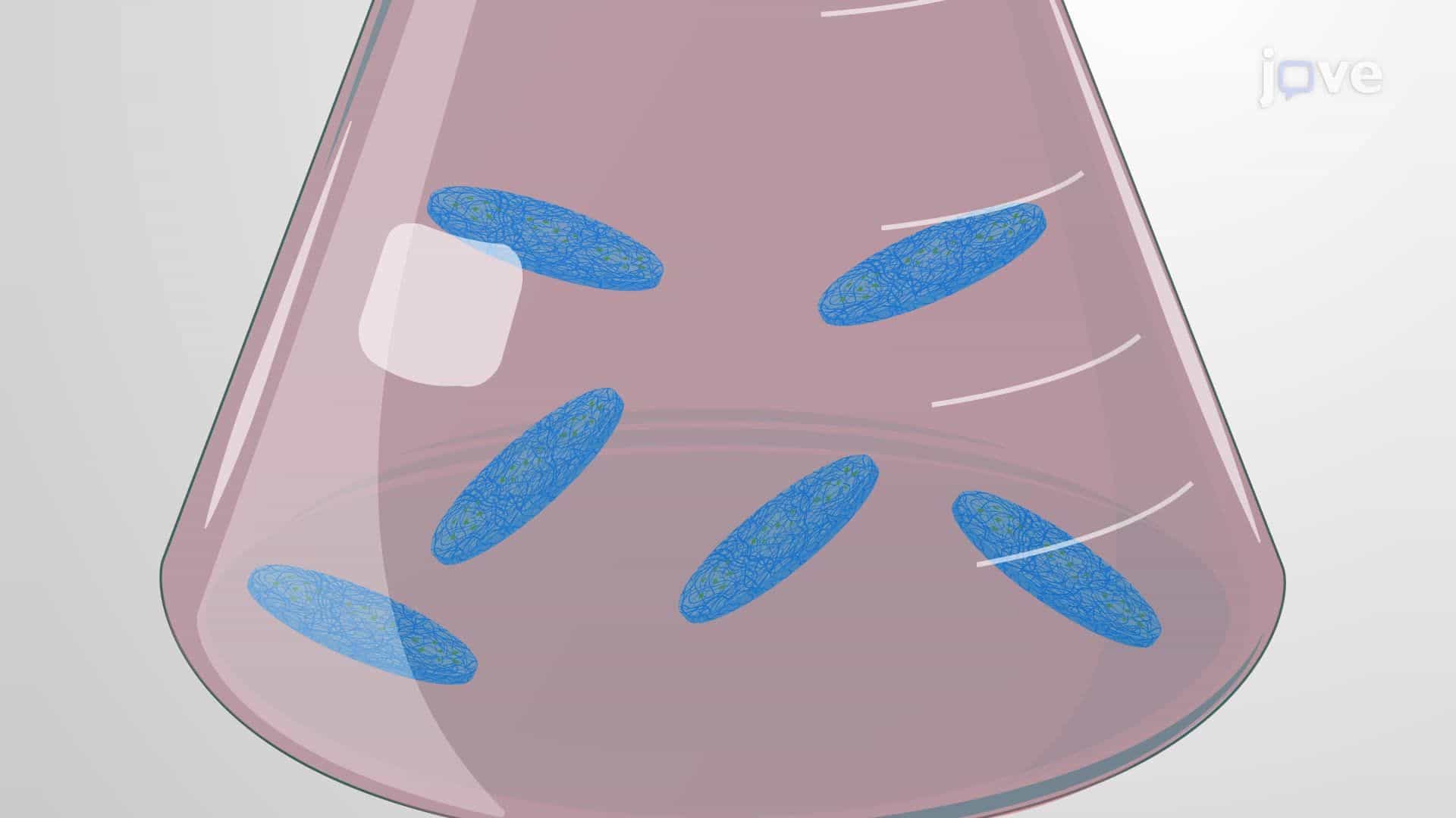 Preparation of Bacterial Nanocellulose Pellicles from Cellulose-Producing Bacteria