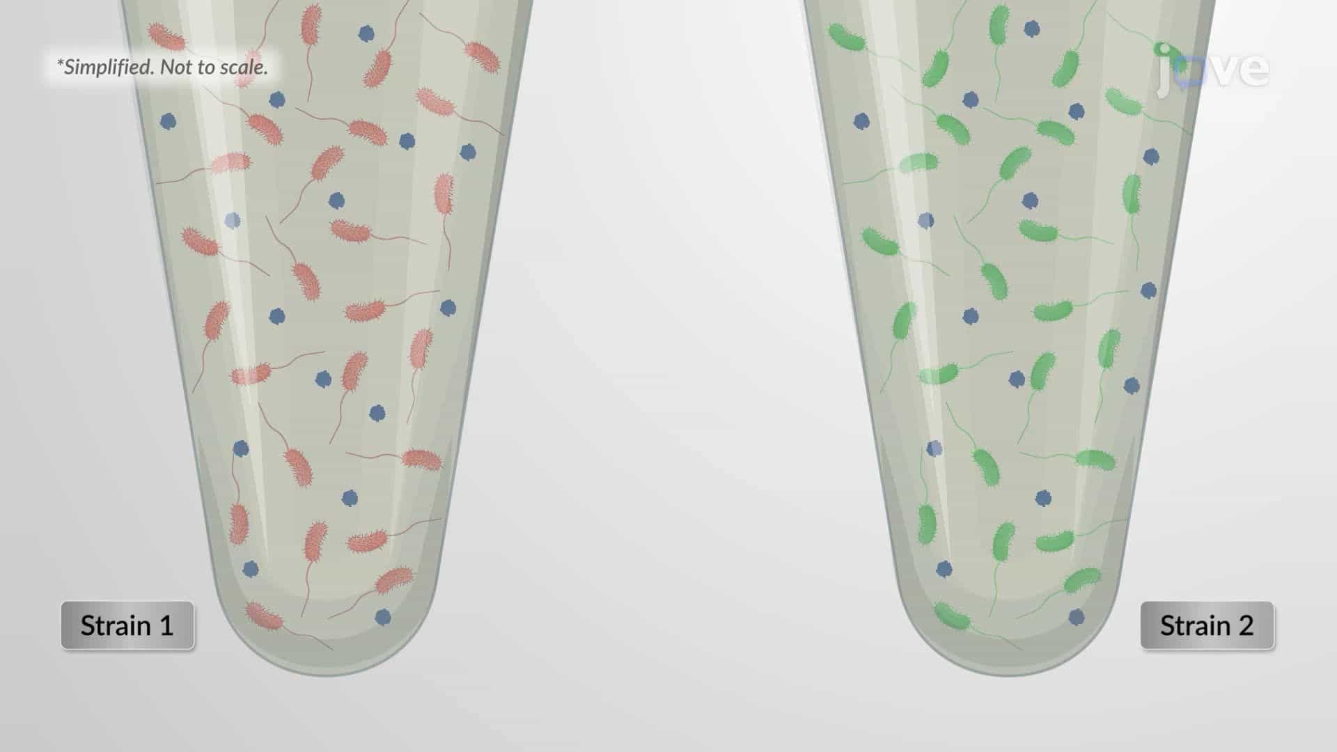 Motility Assay for Comparing Vibrio cholerae Strains Using Triphenyltetrazolium Chloride