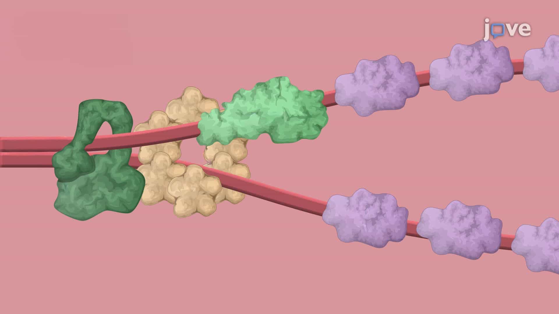 Fluorescently Tagged Repressor Protein-Mediated Replication Blockage in Escherichia coli