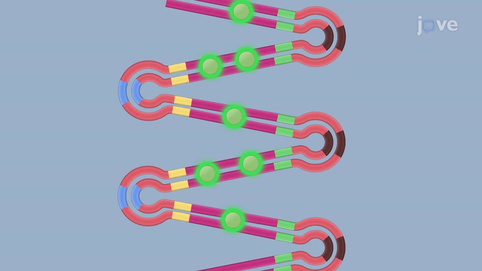 Loop-Mediated Isothermal Amplification for Bacterial Gene Detection