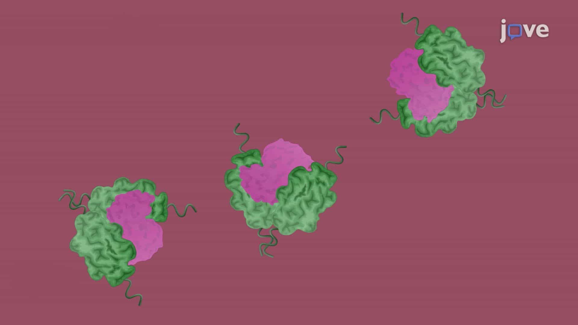 Assessing the Protective Role of an Acid-Activated Chaperone in E. coli Under Acid Stress