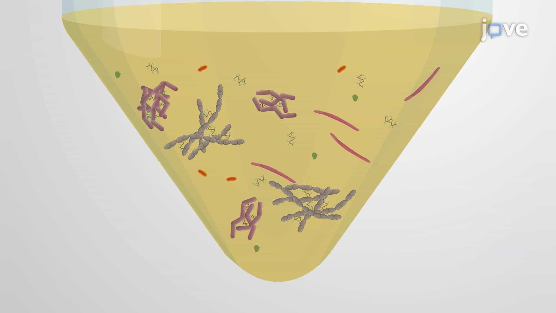 Exposing a Synthetic Oral Bacterial Community to Simulated Phases of Digestion