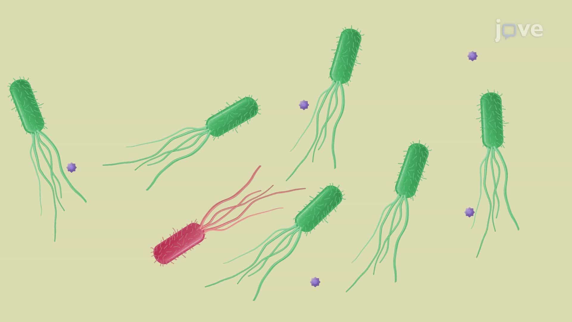 Isolation of Stress-Adapted Bacteria through Single Colony Selection