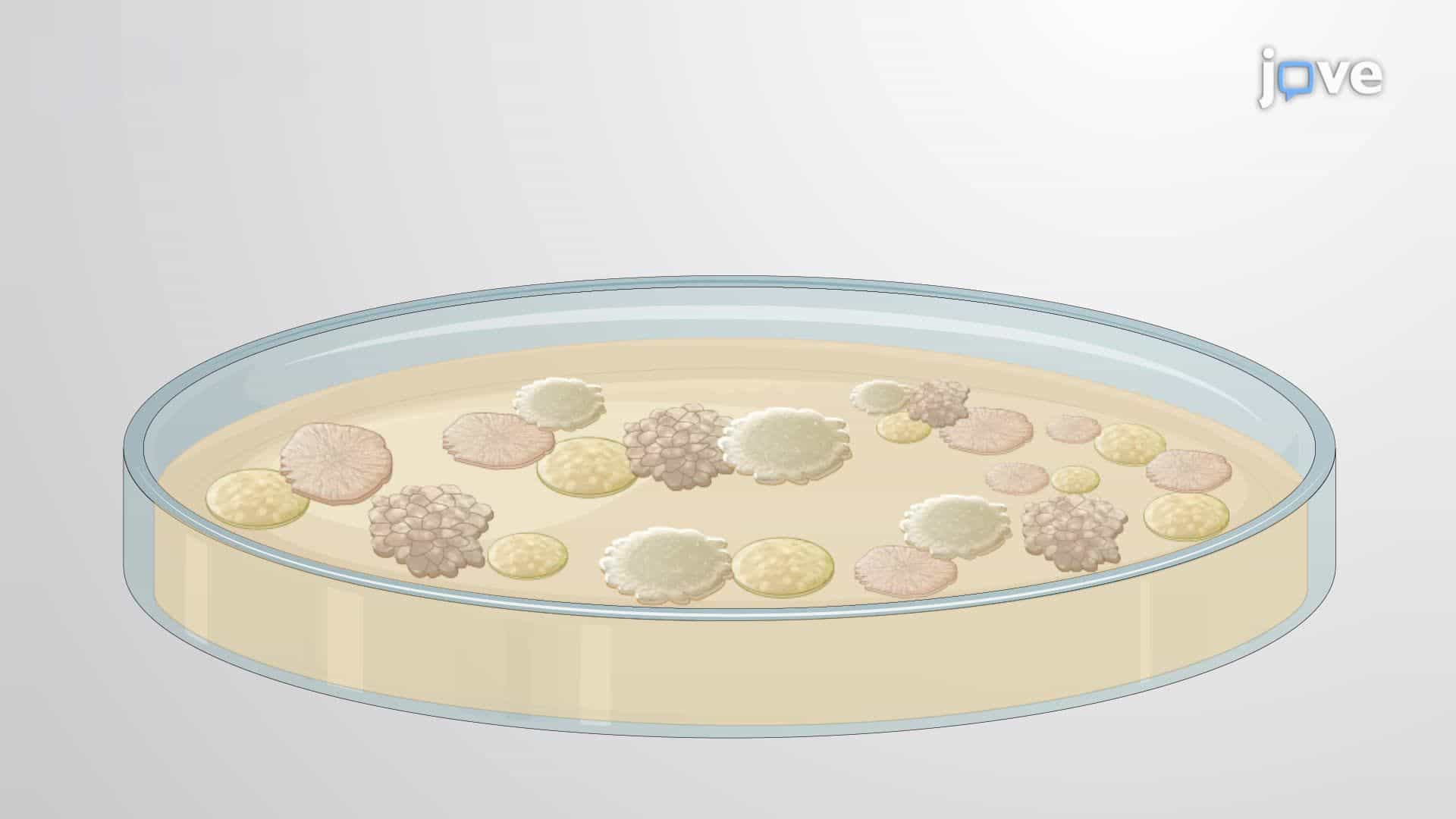 Screening Marine Bacteria for the Isolation of Pollutant-Degrading Strains