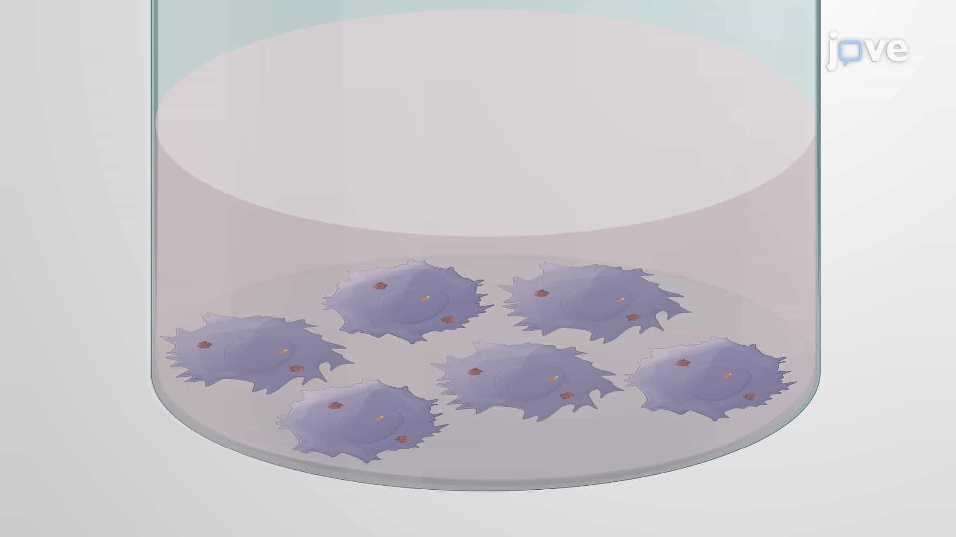 Transfection of an Inducible Gene Expression System into Cells Expressing a Bacterial Effector Protein