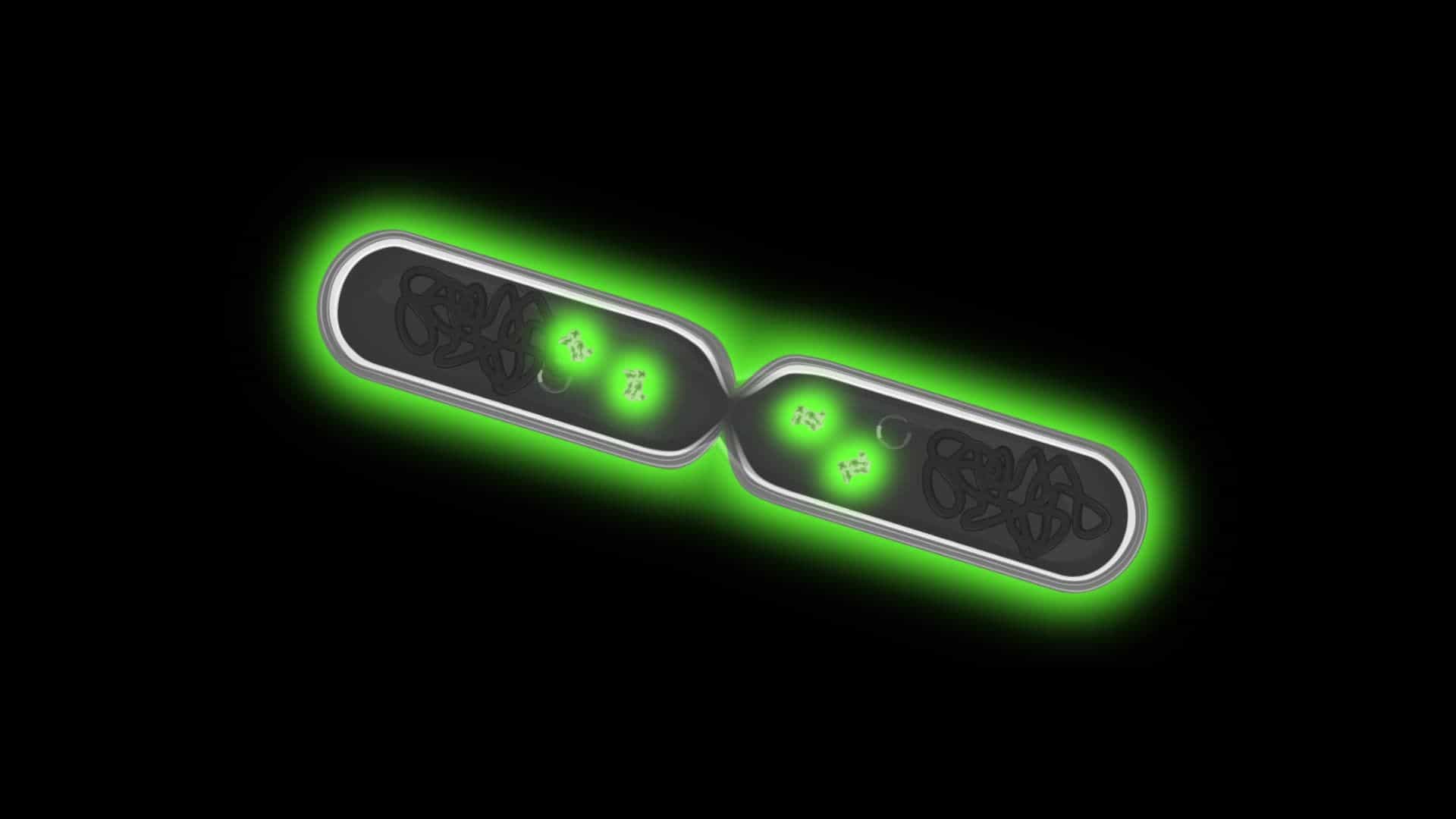 Continuous Monitoring of Biological Noise in Bacteria Using Time-Lapse Microscopy
