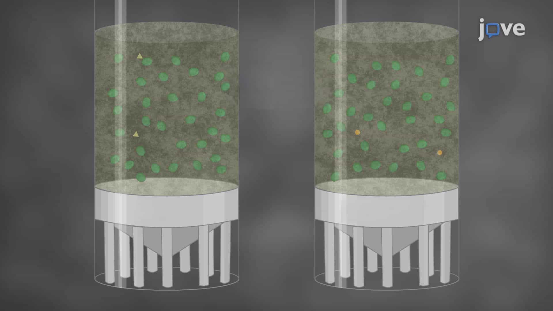 Long-Term Cryopreservation of Cyanobacterial Strains Using Glycerol or Dimethyl Sulfoxide