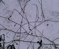 Contact Slide Assay: Qualitative Imaging of Soil Microbiota