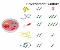 Detecting Environmental Microorganisms Using PCR