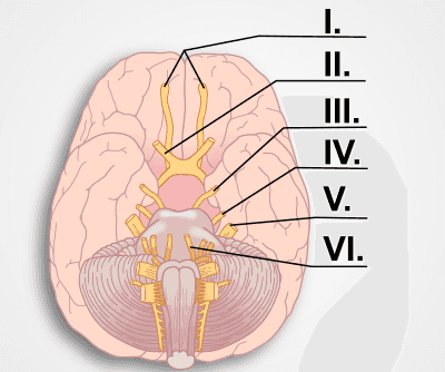 Anatomy and Physiology of the Cranial Nerves I -VI