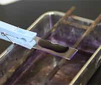 Gram Staining of Bacteria from Environmental Sources