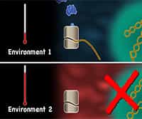 RNA Extraction and RT-PCR Analysis of Environmental Microbes