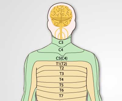 Sensory Exam: Pathways and Peripheral Nerve Distribution