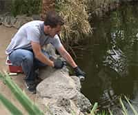 Algae Enumeration via Culturable Methodology