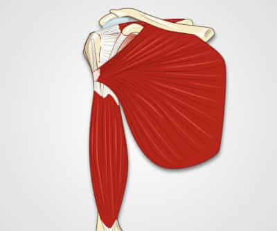 Shoulder Exam I: Palpation and Range of Motion