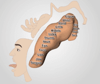 Studying Brain Activation and Motor Maps Using fMRI