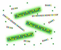 Quantifying Environmental Microorganisms and Viruses Using qPCR