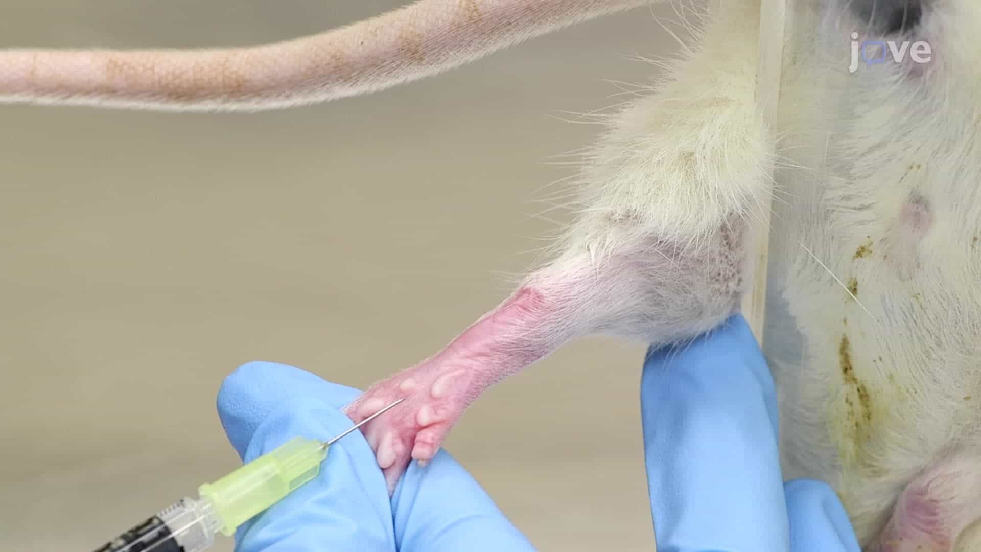 Compound Administration in Rodents- Specialized Injections