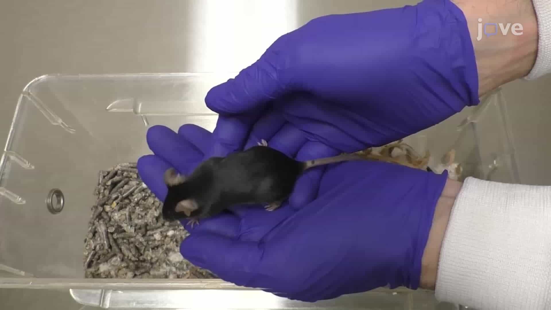 Proper Handling and Restraining Techniques of Rodents